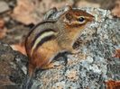 Petite ecureuil - Chipmunk - Veverita pitica 4