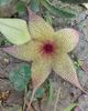 Stapelia gigantea
