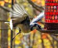 Blue Jay - Gaita albastra canadiana 1