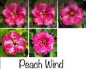 Peach Wind