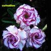 CARNATION_0