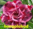 HANGPLAKUD_0