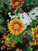 IMG-20231024-WA0017