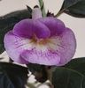 AURIKA-S LAVENDER LADY