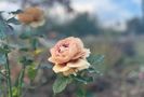 IMG-20231031-WA0258