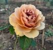 IMG-20231031-WA0228