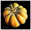 Dovleac - Courge - Squash