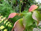 Cornus kousa chinensis Milky Way