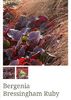 Bergenia Bressingham Ruby