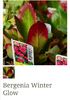 Bergenia Winter Glow
