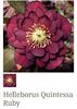 Helleborus Quintessa Ruby