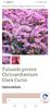 Tufanele perene Chrysanthemum Clara Curtis