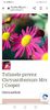 Tufanele perene Chrysanthemum Mrs J Cooper