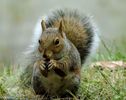 Canadian ecureuil - Veverita canadiana - Squirrel 2