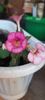 received_1545010296258303