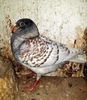 IMG-20231106-WA0000