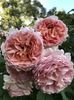 abraham-darby