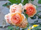 Crown Princess Margareta...