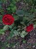 Img.2023.09.02