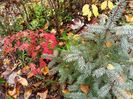 Atropurpureum