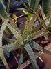 Img.2023.11.18-Aloe Dannyz