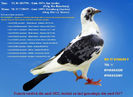 RO 17 6136595 F Pret 150 lei + transportul