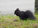 Black Canadian ecureuil - Veverita canadiana neagra  - Black Squirrel 4