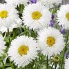 Leucanthemum_Laspider