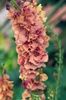 Verbascum „Caribbean Crush”