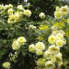 Elfe (Urcator) 70