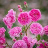 Harlow Carr (tufa) 60