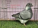 0 PUNCTE DESCALIFICAT - MASCUL RO 23 - 1019