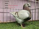 0 PUNCTE DESCALIFICAT - MASCUL RO 23 - 1909