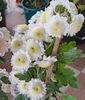 received_681174134112541