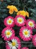 IMG-20231208-WA0035