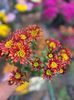 IMG-20231208-WA0048
