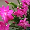 Schlumbergera