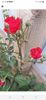 received_377207338169666