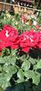 received_227712183609422