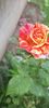 received_738535284352138