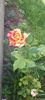 received_3672518602981571