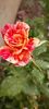 received_379619187909087
