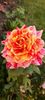 received_1421340242074313