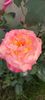 received_700265652083363
