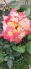 received_1456759574885521