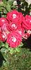 received_176034358929228