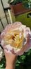 received_868905491602480