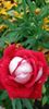received_847655890431794
