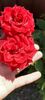 received_369228962181342