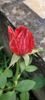 received_2094198834256153